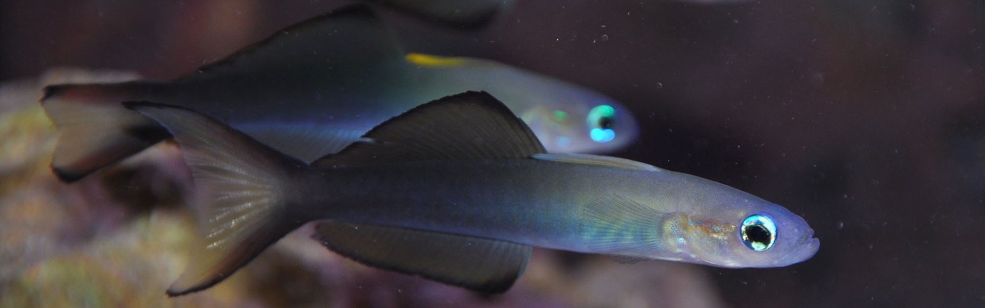 The Blackfin Dartfish